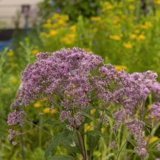 Joe pye weed in bloom