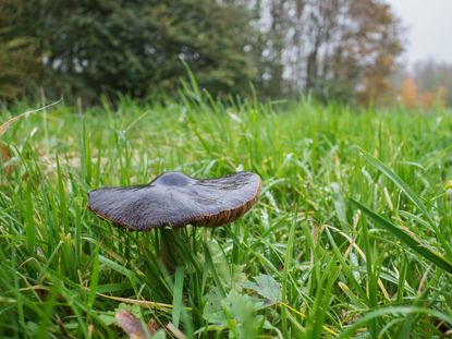 Deer Mushroom Growing In Grass