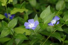 Purple Flowered Periwinkle Plant