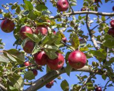 Apple tree branches laden with fruit