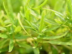 Dragon's Tongue Plant