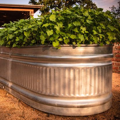 Plants growing in a metal raised bed