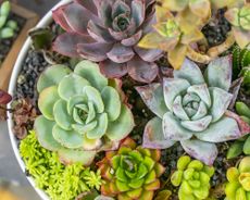 Miniature succulent plants in garden