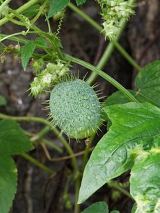 Wild Cucumber Vine