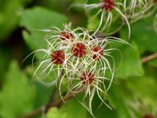 Stringy Traveler's Joy Clematis Plant