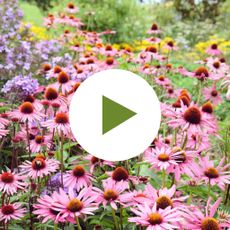 Easy To Grow Foolproof Perennial Plants