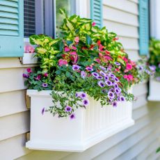 Window box with coleus and petunias