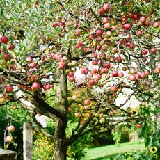 apple tree surrounded by sunflowers and other plants in backyard