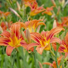 Close up of beautiful orange daylily flowers