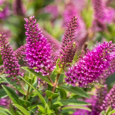 New Zealand hebe flowers