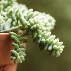 Burro's tail succulent in a pot