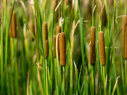 Cattail Plants