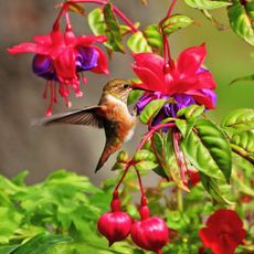 Hummingbird feeding on nectar of fuchsia flower