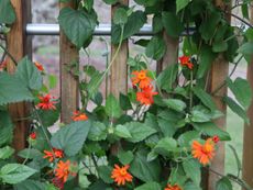 Orange Flowered Drought Tolerant Vines