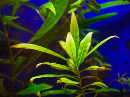 Hygrophila In An Aquarium