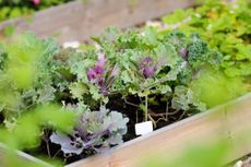 Vegetables In A Garden Box