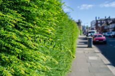 Shrubs Lining Sidewalk