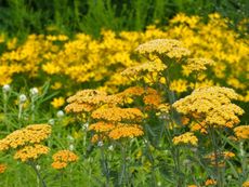 Field Of Yellow Full Sun Flowers