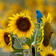 indigo bunting bird on giant sunflower