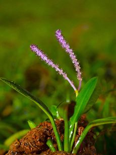 Aponogeton Aquarium Plant