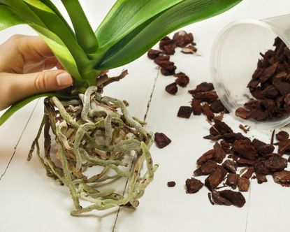 Gardener repotting an orchid