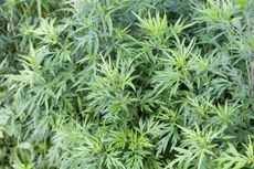 Mugwort Weeds