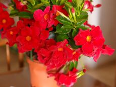 Red Indoor Potted Mandevilla Plant