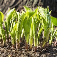 Young hosta shoots emerging from the ground