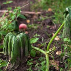 Wilted squash leaves