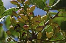 Pistachio Tree Full Of Pistachios