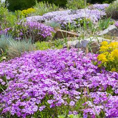 Creeping phlox fast-growing ground cover and grasses in a rockery garden outdoor