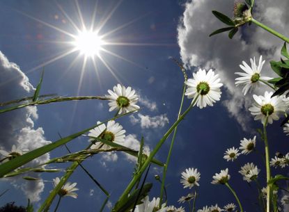 White Flowers In Direct Sun Light