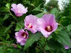 Rose Of Sharon Flowers