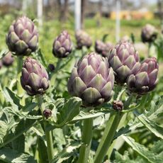 Organic artichokes ready for picking