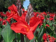 Red Canna Lilies