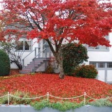 A bright red maple tree dropping leaves in front of a house