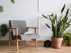 A large potted snake plant next to a chair