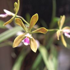 butterfly orchid flowers on plant