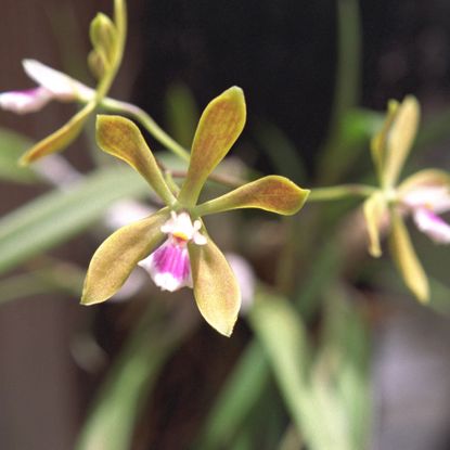 butterfly orchid flowers on plant