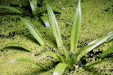 Weeds In Water Garden