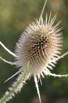 Dry Teasel Weed