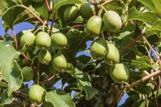 Hardy Kiwi Plant