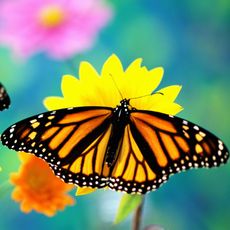 Monarch butterfly sits atop yellow flower