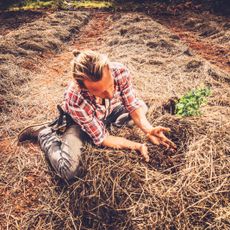 A man planting seedlings in straw mulch