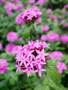 Pink Flowers