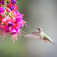 A hummingbird hovers by fuchsias blooming in a hanging basket