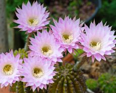 Easter Lily Cactus (Echinopsis oxygona) with pink flowers in full bloom