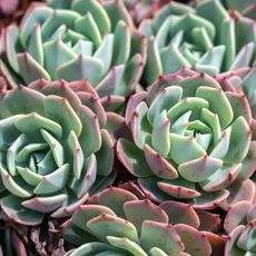 several echeveria succulents