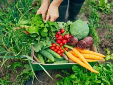 A gardener places assorted vegetables in a wooden crate