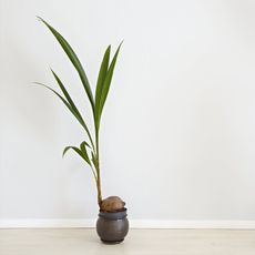 A palm tree growing from a potted coconut